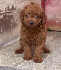 Buy Male Poodle Puppy from Vizag